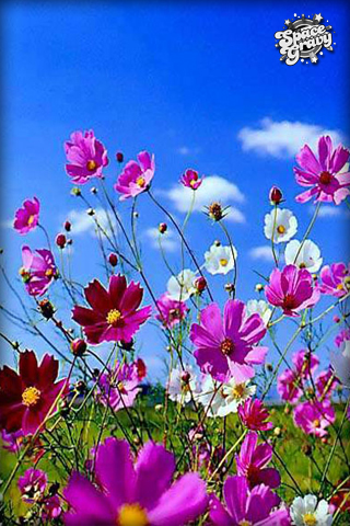 WildFlowers.jpg