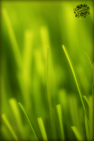 grass.jpg